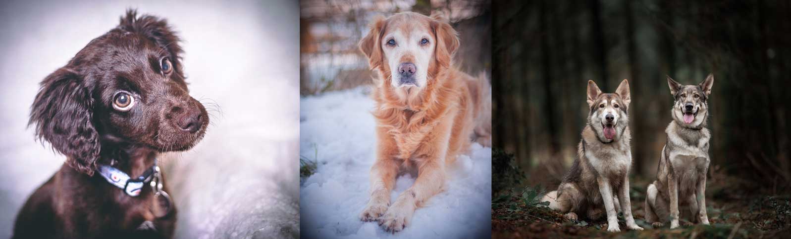 Triple Set of Dog and Puppy Images